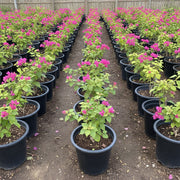 Bougainvillea Spectabilis “30 to 160cm” Dark Pink - Greensouq -