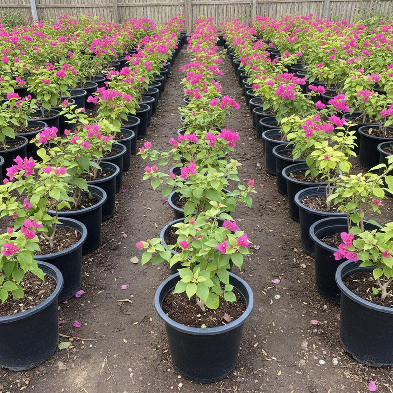 Bougainvillea Spectabilis “30 to 160cm” Dark Pink - Greensouq -