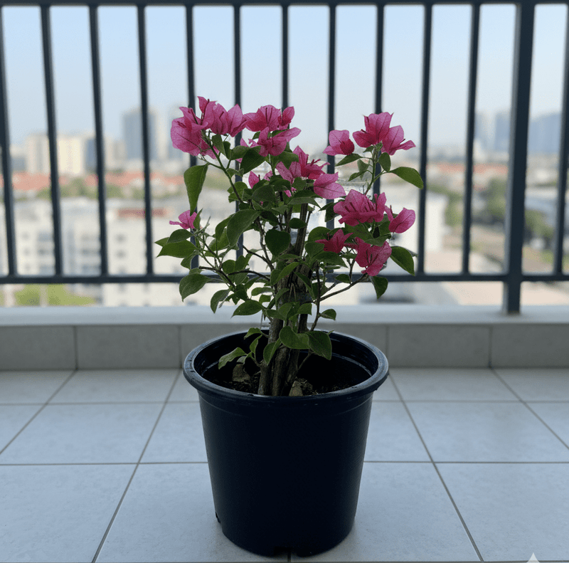 Bougainvillea Spectabilis “30 to 160cm” Dark Pinkl - Greensouq -