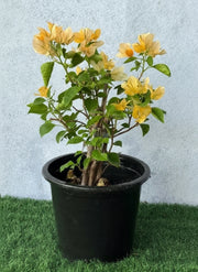 Bougainvillea Spectabilis “30 to 160cm” Orange - Greensouq -
