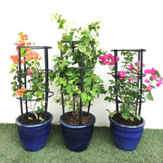 Bougainvillea Trio / White Pink Orange 3 Bougainvillea in Rolled rim Pot - Greensouq -