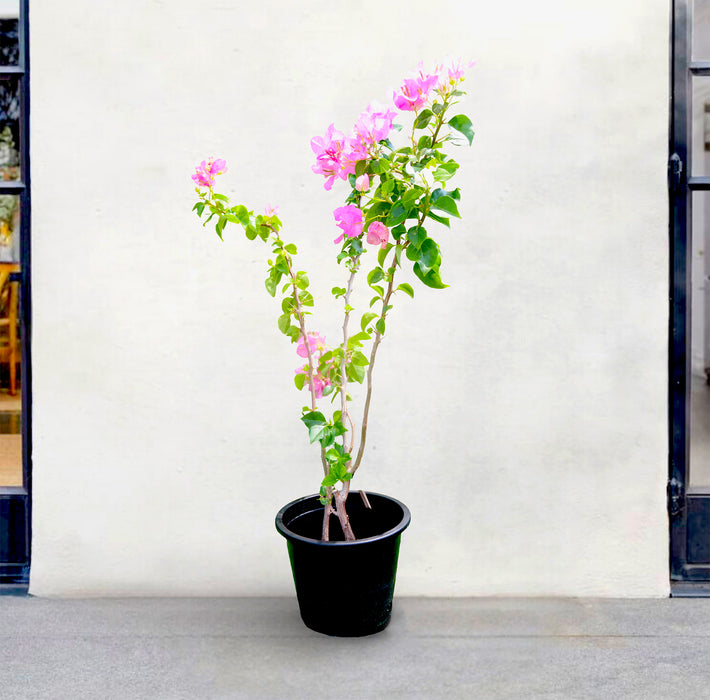 Bougainvillea Cocoice "Coconut Ice (Without stake)