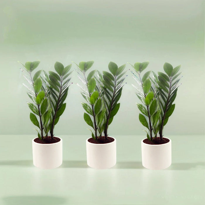 Bundle of 3 ZZ Plants in Cement Pots - Greensouq -