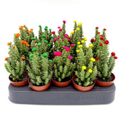 Cactus Opuntia Subulata Indoor | Austrocylindropuntia subulata 5 - 8cm - Greensouq -