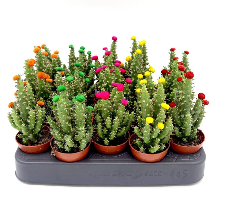 Cactus Opuntia Subulata Indoor | Austrocylindropuntia subulata 5 - 8cm - Greensouq -