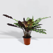 Calathea Lancifolia (Rattlesnake Plant) - 30cm - Greensouq -