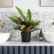 Calathea Lancifolia (Rattlesnake Plant) - 30cm - Greensouq -