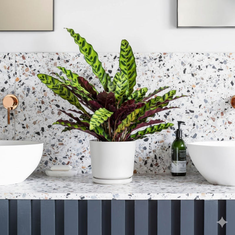 Calathea Lancifolia (Rattlesnake Plant) - 30cm - Greensouq -