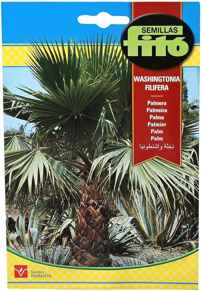 California Fan Palm - Fito Seeds - Greensouq -