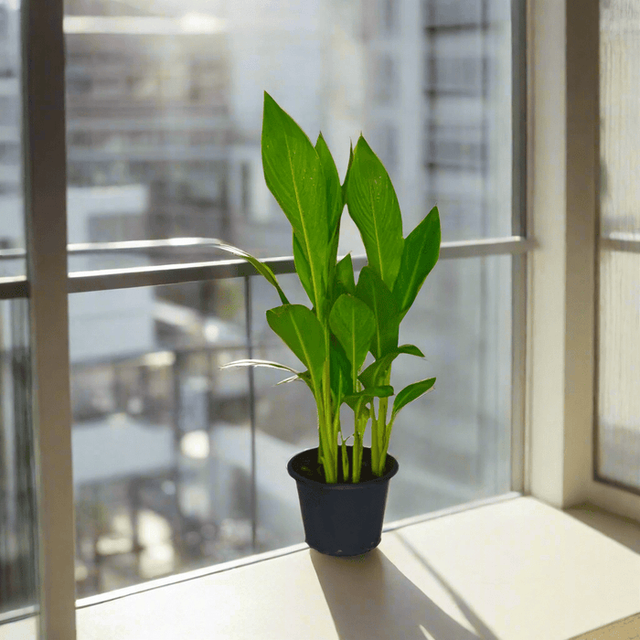 Canna Indica or Canna Green - Greensouq -