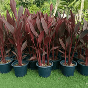 Canna Indica 'Purpurea' 30 - 50cm Overall Height - Greensouq -