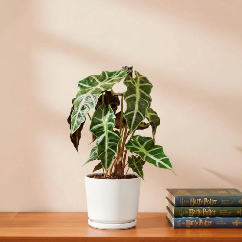Alocasia "Polly"