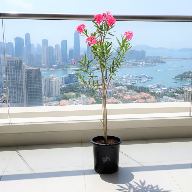 Oleander "Nerium Oleander"