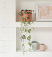 Ceropegia woodii or String of Hearts - Greensouq -