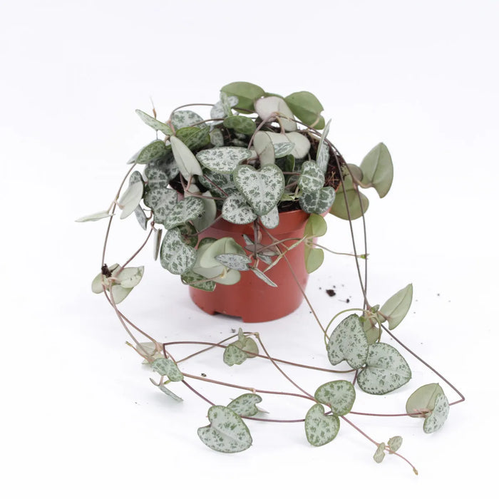 Ceropegia woodii