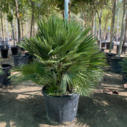 Chamaerops humilis-Fan Palm- Greensouq -
