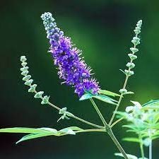 Chaste Tree or Wild lavender 0.8 - 1.0m - Greensouq -