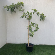 chico ball 1.0 - 1.2m - Greensouq -