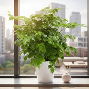 China Doll Plant / Radermachera Sinica - Greensouq -