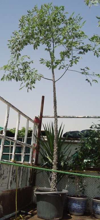 Chorisia Speciosa "The Silk Floss Tree" - Greensouq -