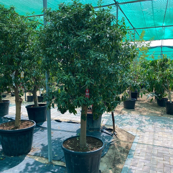 Citrus Fortunella margarita Mature Tree "Kumquat" - Greensouq -