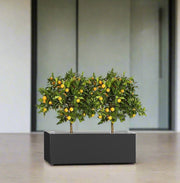 Chinese Orange Tree / Citrus Mitis Duo in Rectangular GRP Planter – (100x30x30cm) - Greensouq -