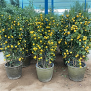 Citrus mitis or Chinese Orange Tree "1.3m - 1.5m" البرتقال الصيني - Greensouq -