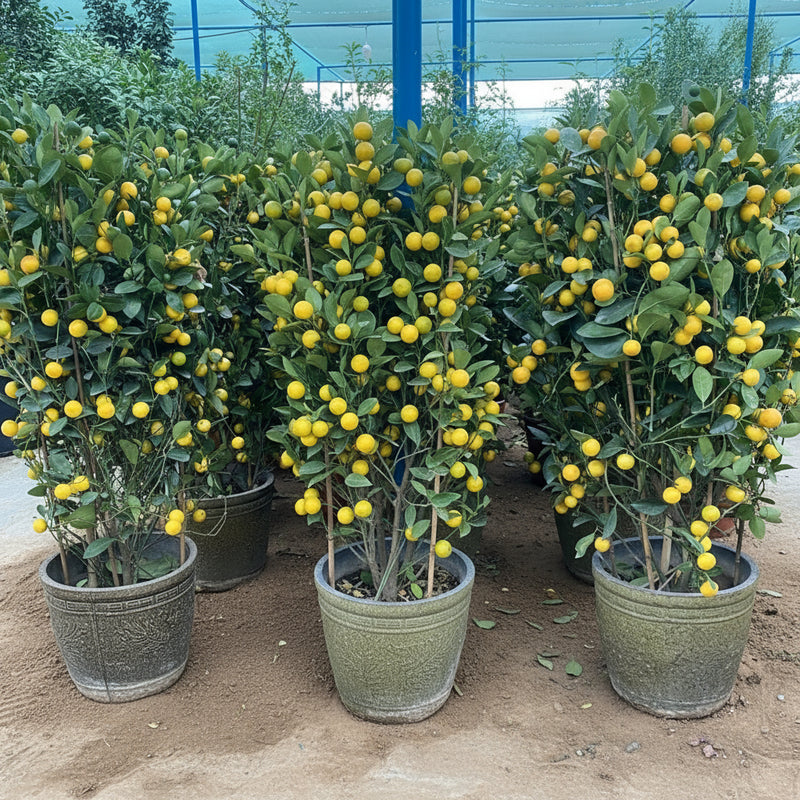 Citrus mitis or Chinese Orange Tree "1.3m - 1.5m" البرتقال الصيني - Greensouq -