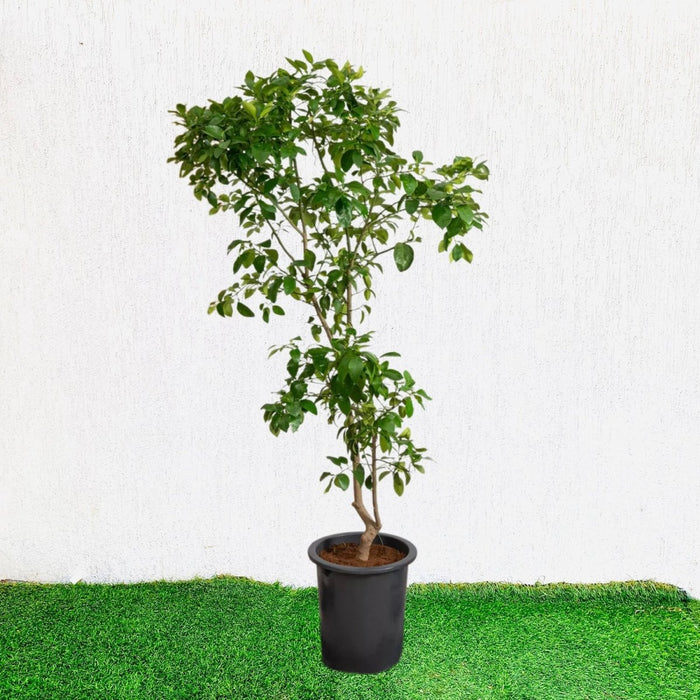 Citrus Orange or Orange Tree البرتقال الحمضيات - Greensouq -
