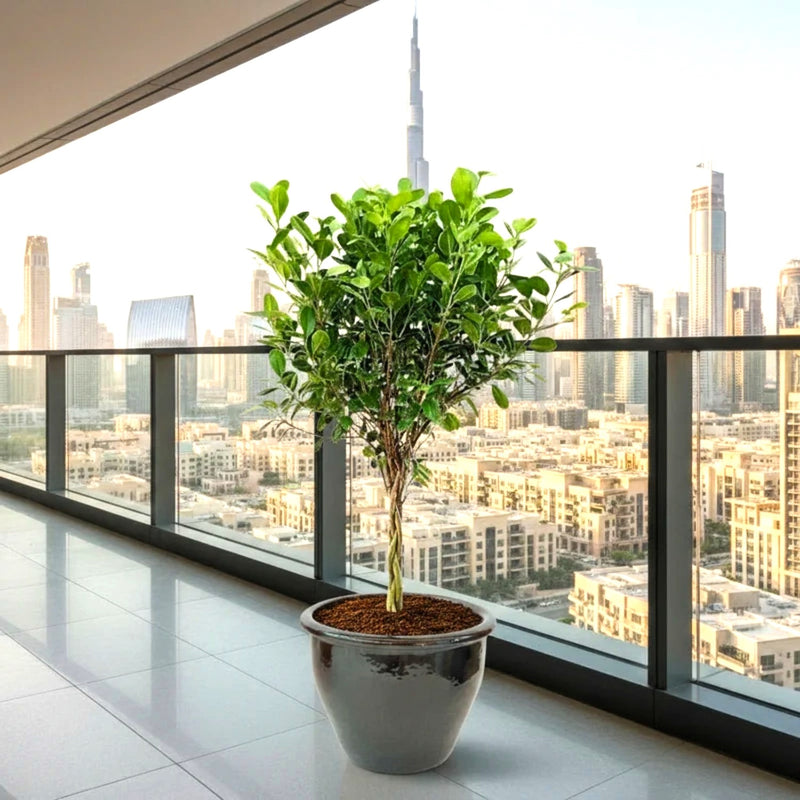 Ficus Diversifolia Twisted Trunk Topiary 1.0 - 1.5m