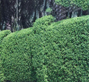 Clerodendrum Inerme Cone Shape "Wild Jasmine" 1.2 - 1.5m - Greensouq -