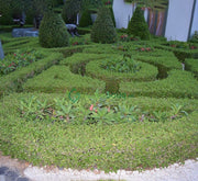 Clerodendrum Inerme Cone Shape "Wild Jasmine" 1.2 - 1.5m - Greensouq -