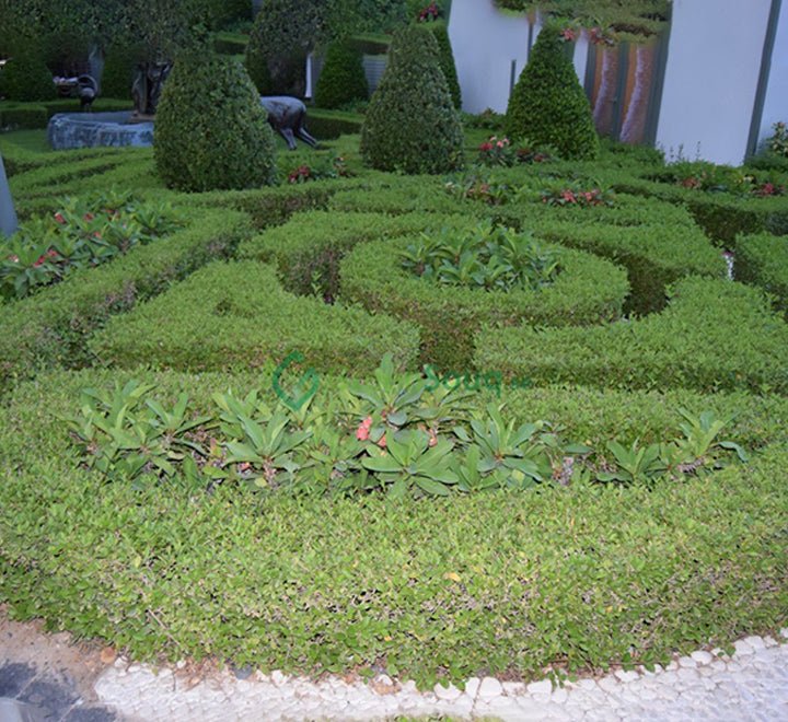 Clerodendrum Inerme Cone Shape "Wild Jasmine" 1.2 - 1.5m - Greensouq -