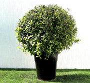 Clerodendrum Inerme Cone Shape "Wild Jasmine" 1.2 - 1.5m - Greensouq -