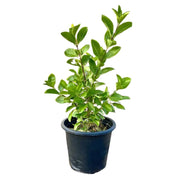 Clerodendrum Inerme (Wild Jasmine) - Greensouq -