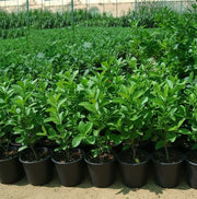 Clerodendrum Inerme (Wild Jasmine) - Greensouq -