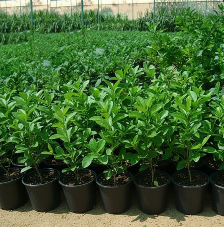 Clerodendrum Inerme (Wild Jasmine) - Greensouq -