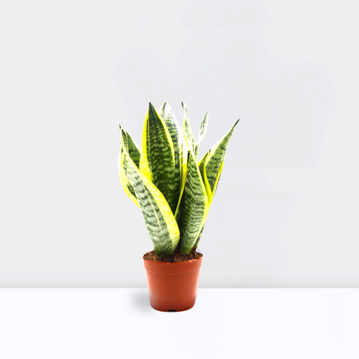 Sansevieria Trifasciata Or Snake Plant (Outdoor)