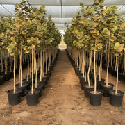 Coccoloba Uvifera or Sea Grape - Greensouq -
