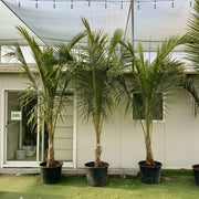 Cocos Nucifera "Coconut Palm" نخلة جوز الهند - Greensouq -
