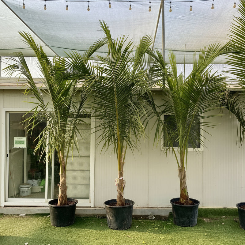 Cocos Nucifera "Coconut Palm" نخلة جوز الهند - Greensouq -