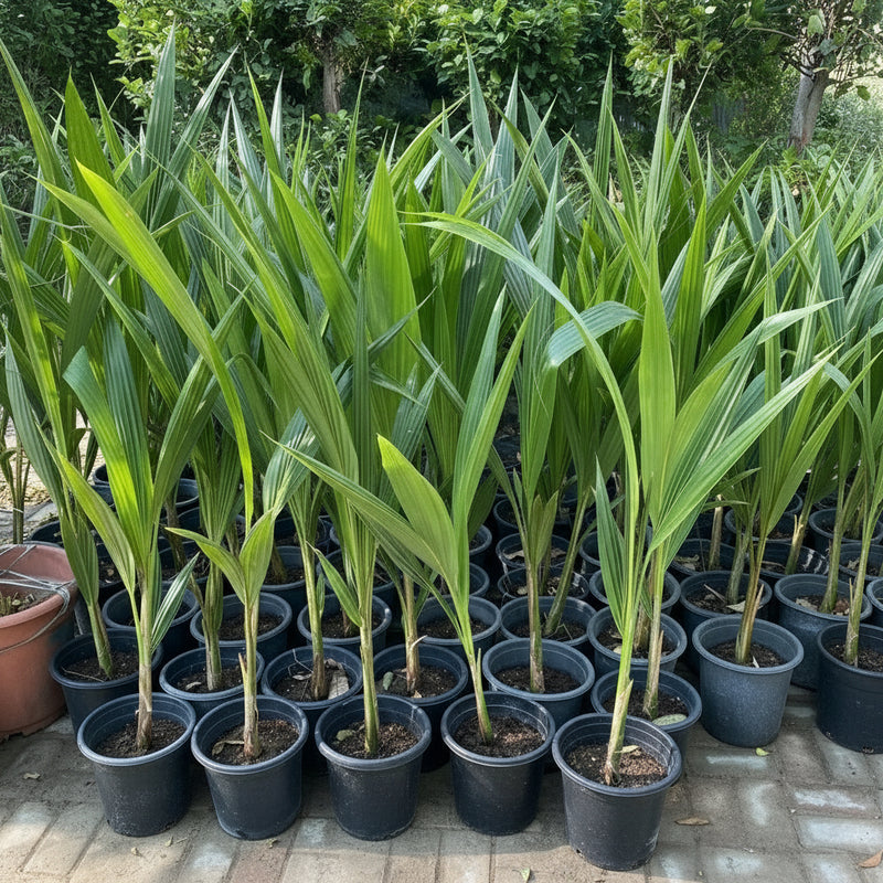 Cocos Nucifera "Coconut Palm" Small 1.4 to 1.5m - Greensouq -