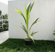 Cocos Nucifera "Coconut Palm" Small 1.4 to 1.5m - Greensouq -