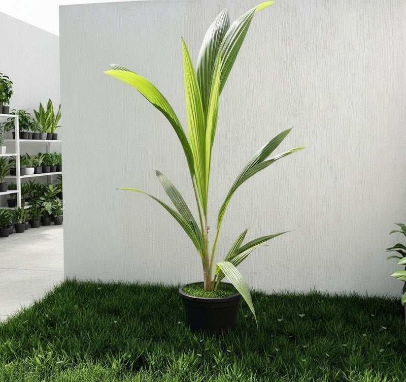 Cocos Nucifera "Coconut Palm" Small 1.4 to 1.5m - Greensouq -