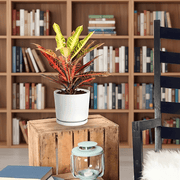 Codiaeum Variegatum (40 - 50 cm) - Greensouq -