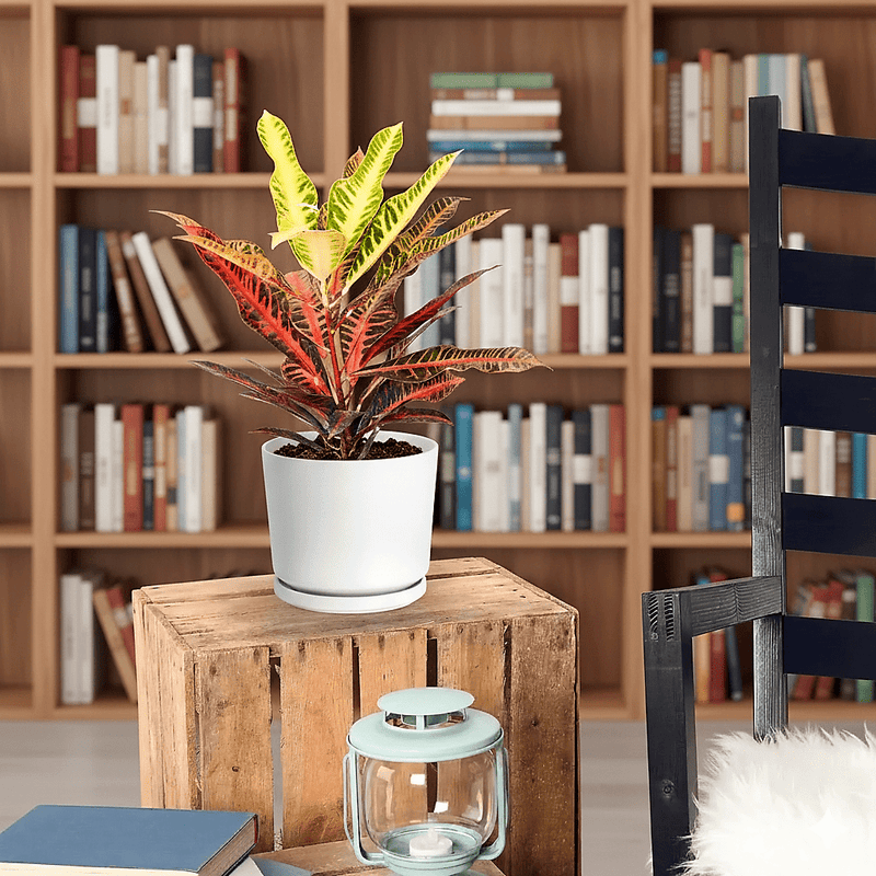 Codiaeum Variegatum (40 - 50 cm) - Greensouq -