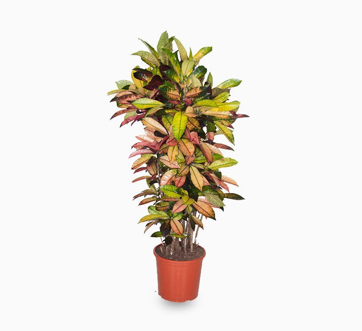 Codiaeum Variegatum (Croton), Mrs Iceton - Greensouq -