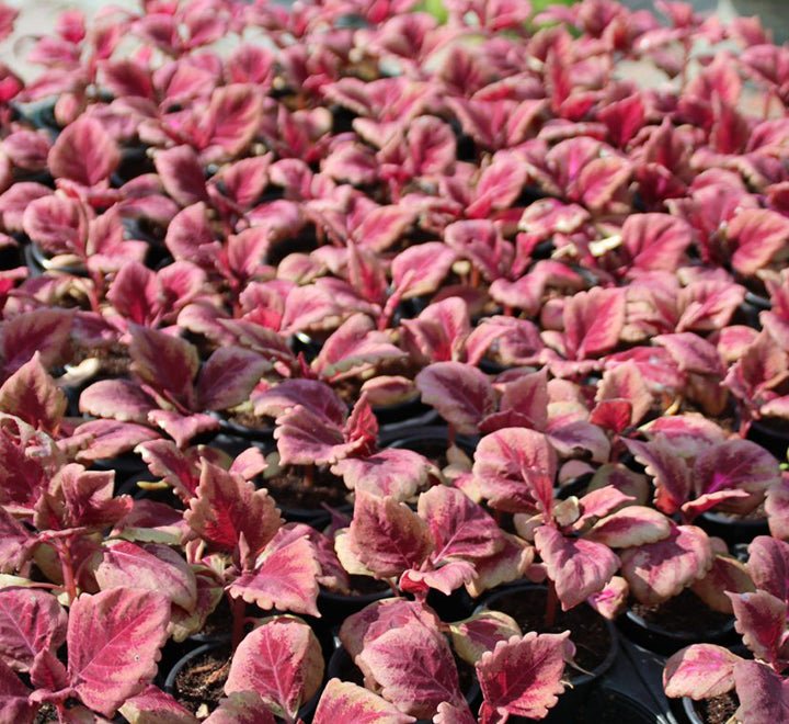 Coleus mix color plants - Greensouq -