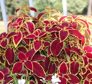 Coleus mix color plants - Greensouq -