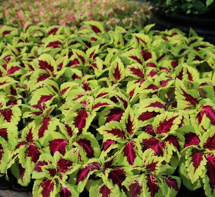 Coleus mix color plants - Greensouq -